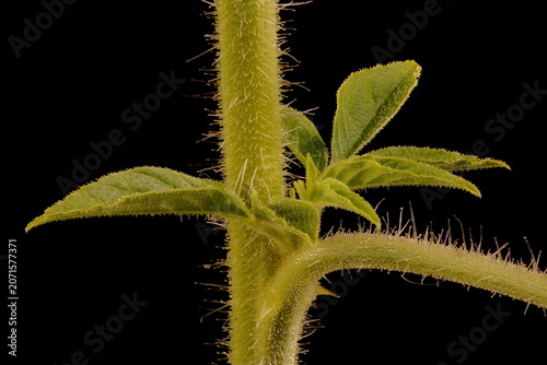 Φωτογραφία Spider Flower (Cleome houtteana). Axillary Shoot Closeup