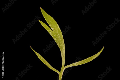 Slika na platnu Anise (Pimpinella anisum). Upper Cauline Leaf Closeup