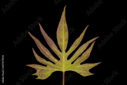 Fotografija Cardinal Climber (Ipomoea x multifida). Leaf Closeup
