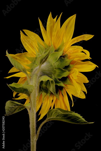 Common Sunflower (Helianthus annuus). Flowering Capitulum Closeup