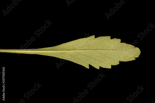 Canvastavla Cream Scabious (Scabiosa ochroleuca). Basal Leaf Closeup