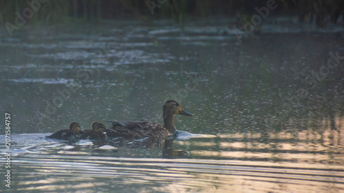 Fotografie a brown female mallard duck swimming calmly on a rippling lake with her small du