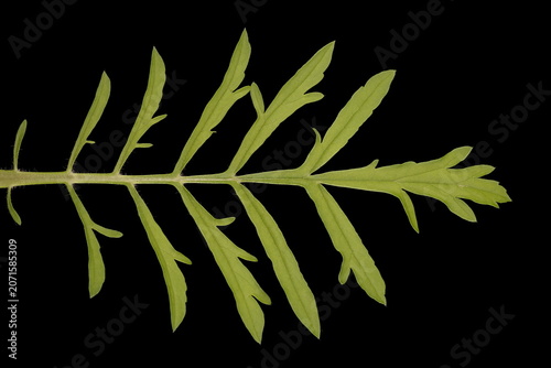 Fotografija Cream Scabious (Scabiosa ochroleuca). Cauline Leaf Closeup