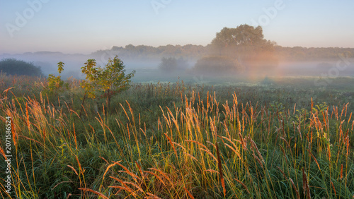 Foto A serene, misty meadow at sunrise features golden tall grass in the foreground w
