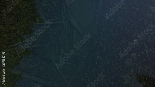 Blue mountain lake among pine trees. Picturesque nature of the Ukrainian Carpathians
