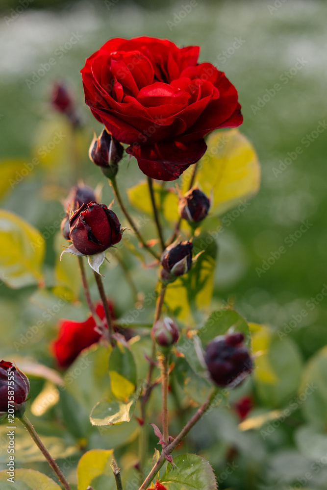 Obraz premium Blooming red roses glowing in warm sunset light. Close-up of vibrant garden flowers with soft bokeh, rich petals and romantic atmosphere. Natural floral background, summer bloom and botanical beauty.