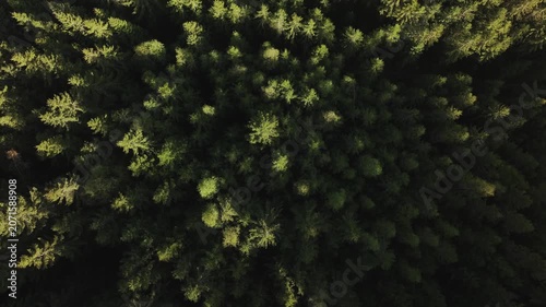 An aerial shot of a dense, vibrant pine forest with a rich green texture.