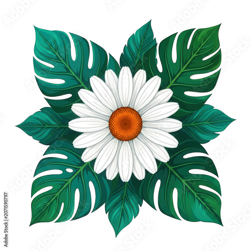 White Daisy Flower with Monstera Leaves Isolated