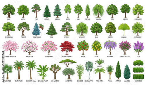 Billede på lærred Isolated Tree Collection Diverse Forest and Landscape Vector Set