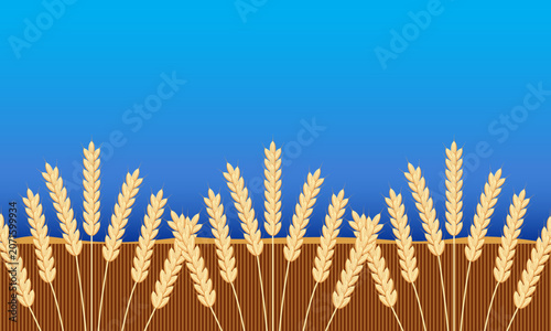 Wheat ears field against a blue-sky background, vector illustration, agriculture concept for harvest design.