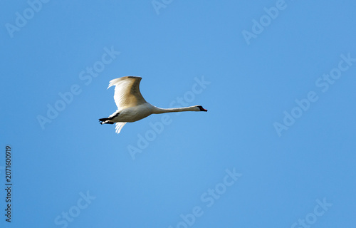 Mute Swan Flying Against Clear Blue Sky