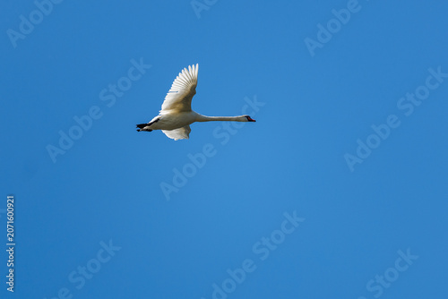 Mute Swan Flying Against Clear Blue Sky