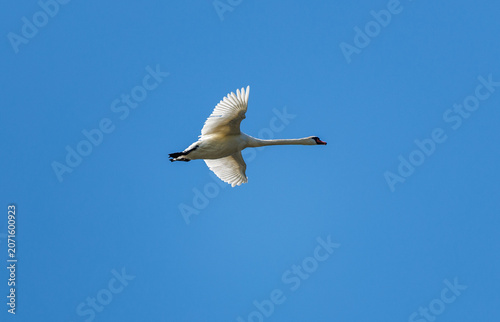 Mute Swan Flying Against Clear Blue Sky