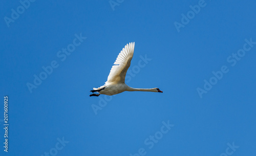 Mute Swan Flying Against Clear Blue Sky