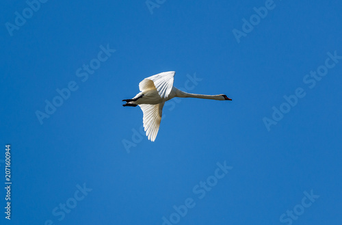 Mute Swan Flying Against Clear Blue Sky