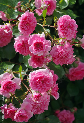 A close-up of a bright pink rose bush in the garden