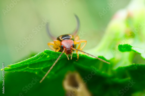 Bild auf Leinwand Close-up portrait of an earwig under a stinging nettle leaf | Dermaptera