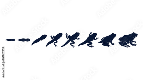 Schilderij op canvas Frog Life Cycle Silhouette Infographic