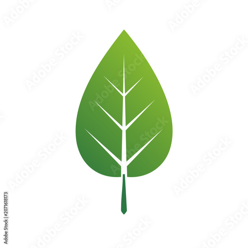Green leaf vector icon with veins and stem