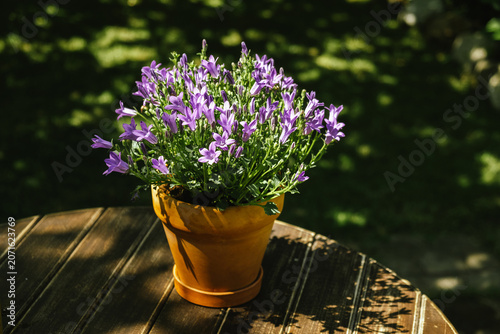 Container gardening. Purple bellflowers bloom in ceramic pot on wooden table in summer garden. 