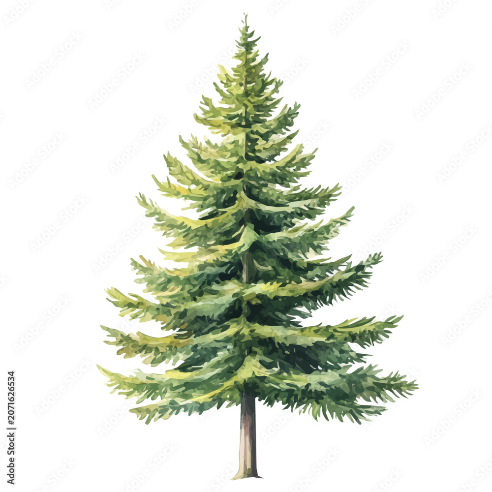 Obraz premium Douglas Fir Tree, vector watercolor, painting isolated on a white background.