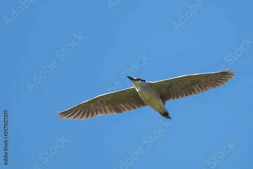 A stunning black-crowned night heron showcases its wingspan while soaring high above in the sky