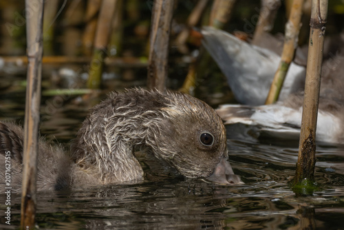 A fluffy duckling dips its beak into the water to drink, surrounded by tall reeds and its siblings in a serene natural habitat