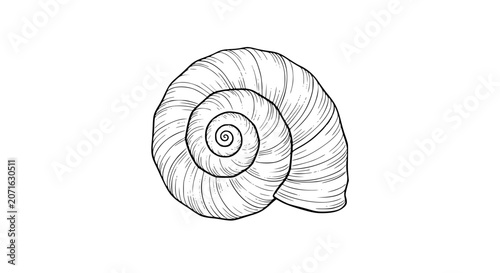 Fotografie seashell illustration, spiral shell, conch shell, nautical shell, black and whit