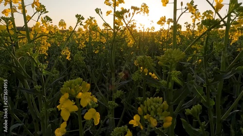 sunset over the field. yellow rapeseed field. blooming rapeseed field against sunset. Ukraine landscape 4K