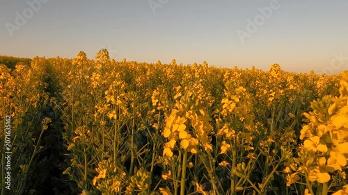 sunset over the field. yellow rapeseed field. blooming rapeseed field against sunset. Ukraine landscape 4K