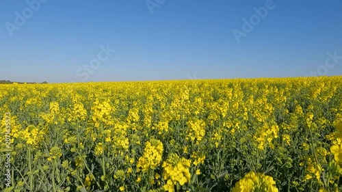 yellow rapeseed field. blooming rapeseed field at sunrise. Ukraine landscape 4K