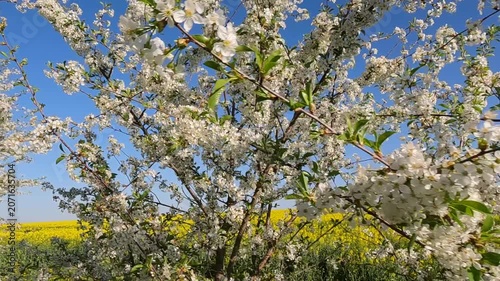 blooming cherry tree in spring. Cherry blossoms against the background of blue sky and yellow field. Landscape of Ukraine 4K