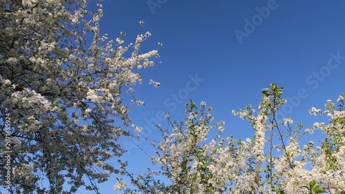 blue sky and white flowers. blooming cherry tree in spring. Cherry blossoms against the background of blue sky and yellow field. Landscape of Ukraine 4K
