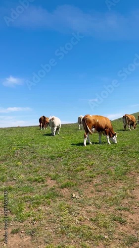 Cattle herd grazing countryside meadow