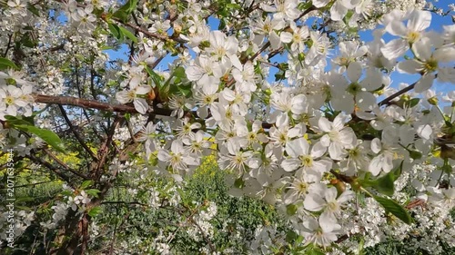 blooming cherry tree. blooming cherry tree in spring. Cherry blossoms against the background of blue sky and yellow field. Landscape of Ukraine 4K