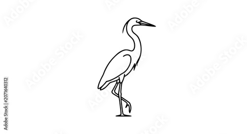 Bild auf Leinwand swan illustration, elegant swan, swimming swan, black and white swan, bird line