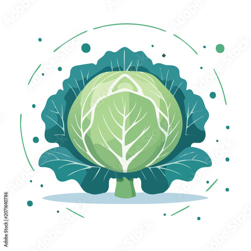 Flat illustration of a green cabbage with leaves