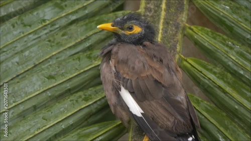 Drenched black bird with yellow beak perching on palm tree in rain - Martin Triste Mauritius