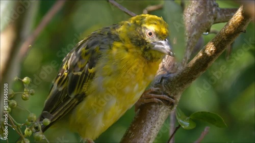 Weaverbird perching in natural environment 