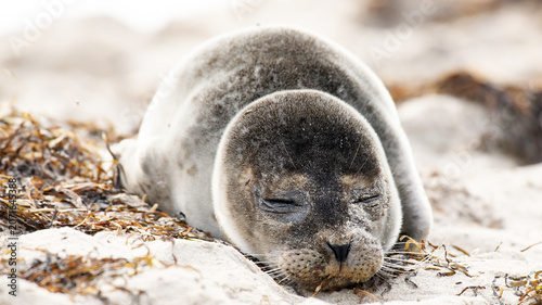 Seal on the beach on the Baltic Sea