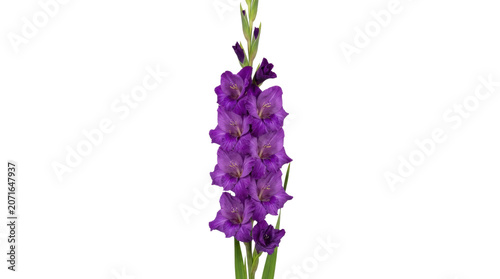 Vibrant purple gladiolus flower in full bloom.