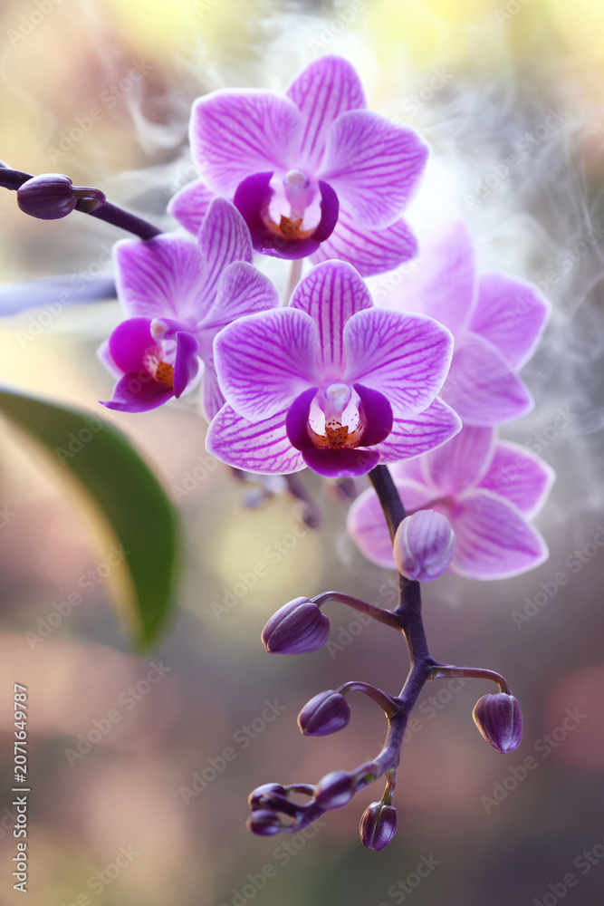Fototapeta premium Różowy storczyk Phalaenopsis z pąkami i delikatną mgiełką w tle, tapeta, karta, dekoracja.