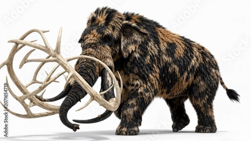 Elephant with branched ivory tusks