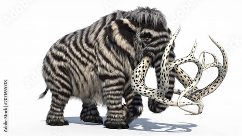 Elephant with branched ivory tusks