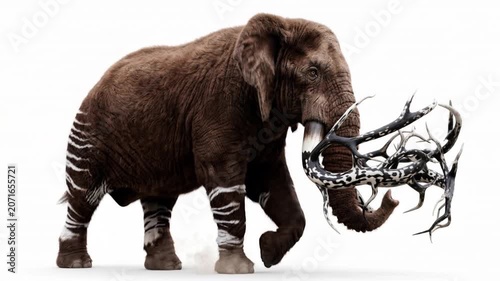 Elephant with branched ivory tusks