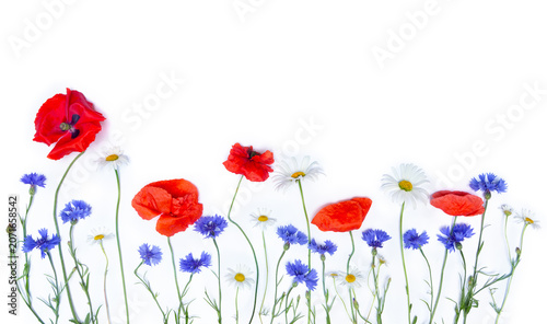Wildflowers border with red poppies, blue cornflowers, and white daisies on a white background. Top view, flat lay, copy space