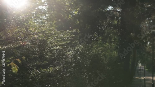 Atmospheric footage from a historic cemetery park in Helsinki, Finland. Warm sunlight filters through dense trees and evergreen branches while tiny insects drift through the air, creating a tranquil