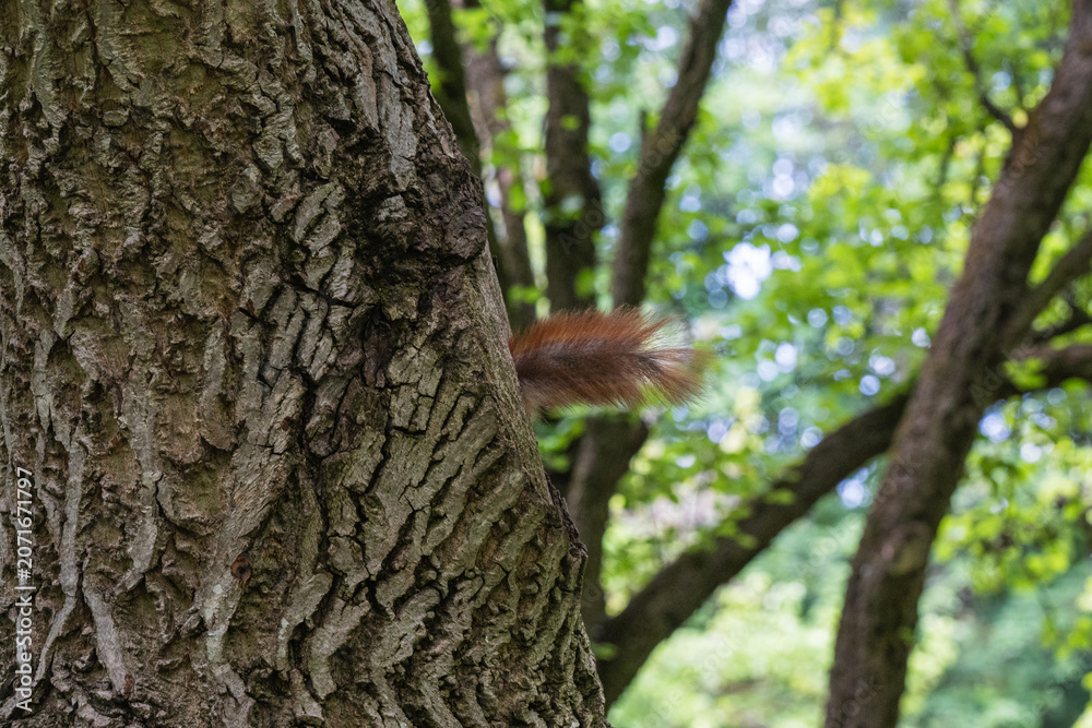 Obraz premium he bushy tail of a squirrel peeks out from behind the deeply textured bark of a tree trunk against a softly blurred background of green forest foliage.