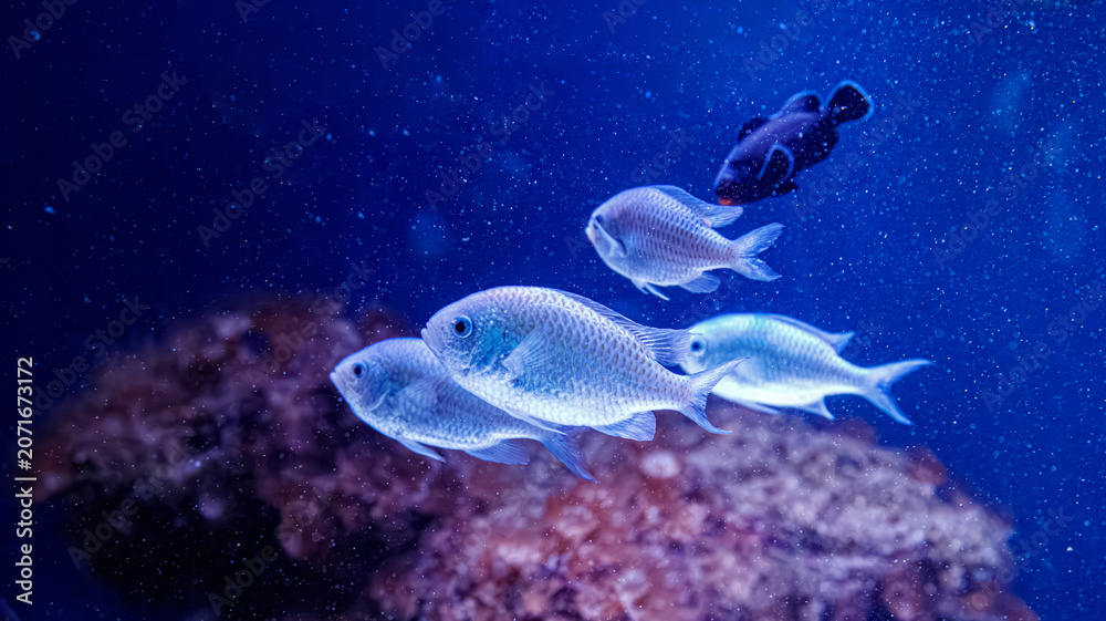 Obraz premium Small school of blue green chromis fish swimming together inside reef aquarium