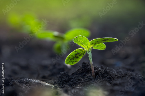 Tender sprouts of agricultural sunflower plants grow in rows in the field. Plants reach for the sun.